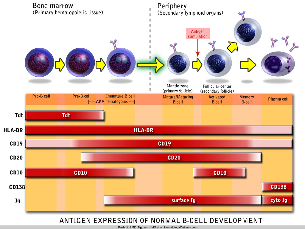 HematologyOutlines - Atlas