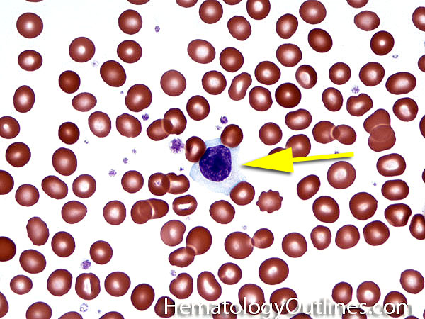 atlas of white blood cells