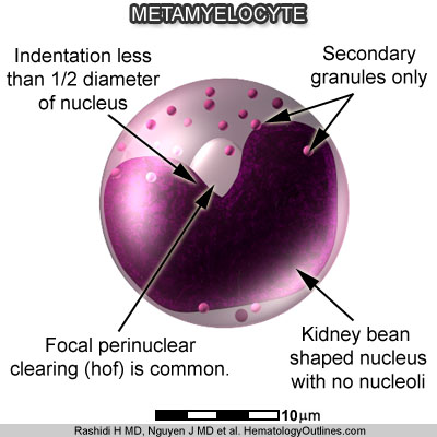 metamyelocyte