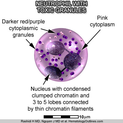 Toxic Granulation Morphology Lablogatory