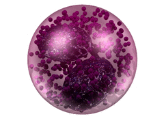 Basophil 3D representation